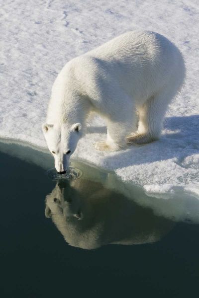 Norway, Svalbard Polar bear reflected in water
